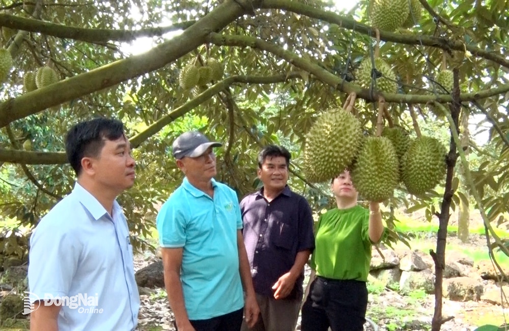 Long Khánh được coi là vựa trái cây của Đồng Nai nên rất cần thu hút các dự án chế biến sâu về nông sản. Ảnh: Minh Sang