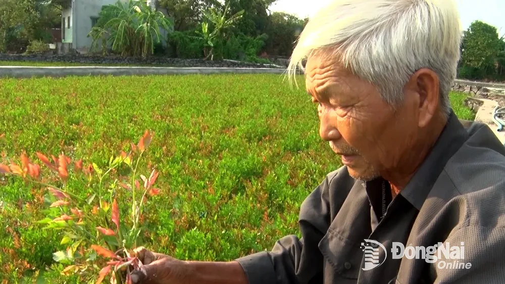 Nông dân phải nhổ bỏ rau cần bị bệnh lạ. Ảnh: Bá Trực