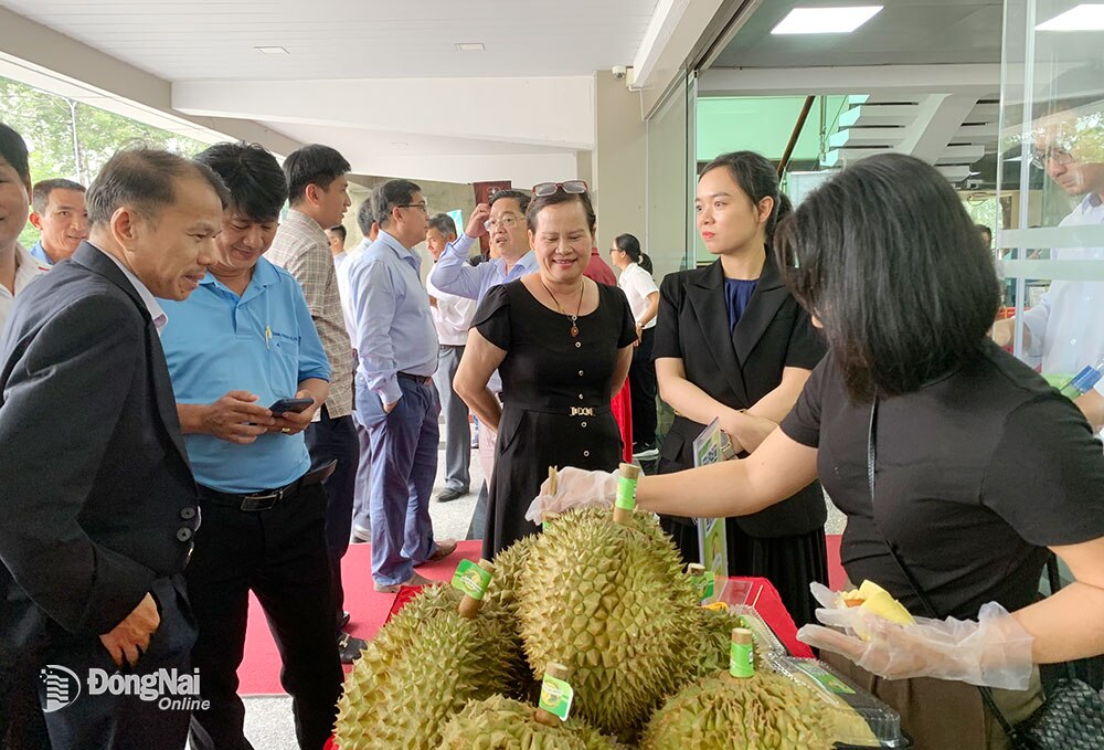 Ông Nguyễn Văn Mười (bìa trái), Trưởng cơ quan phụ trách phía Nam, Hội Làm vườn Việt Nam tham dự diễn đàn sầu riêng năm 2023 tổ chức tại thành phố Biên Hòa. Ảnh: B.Nguyên