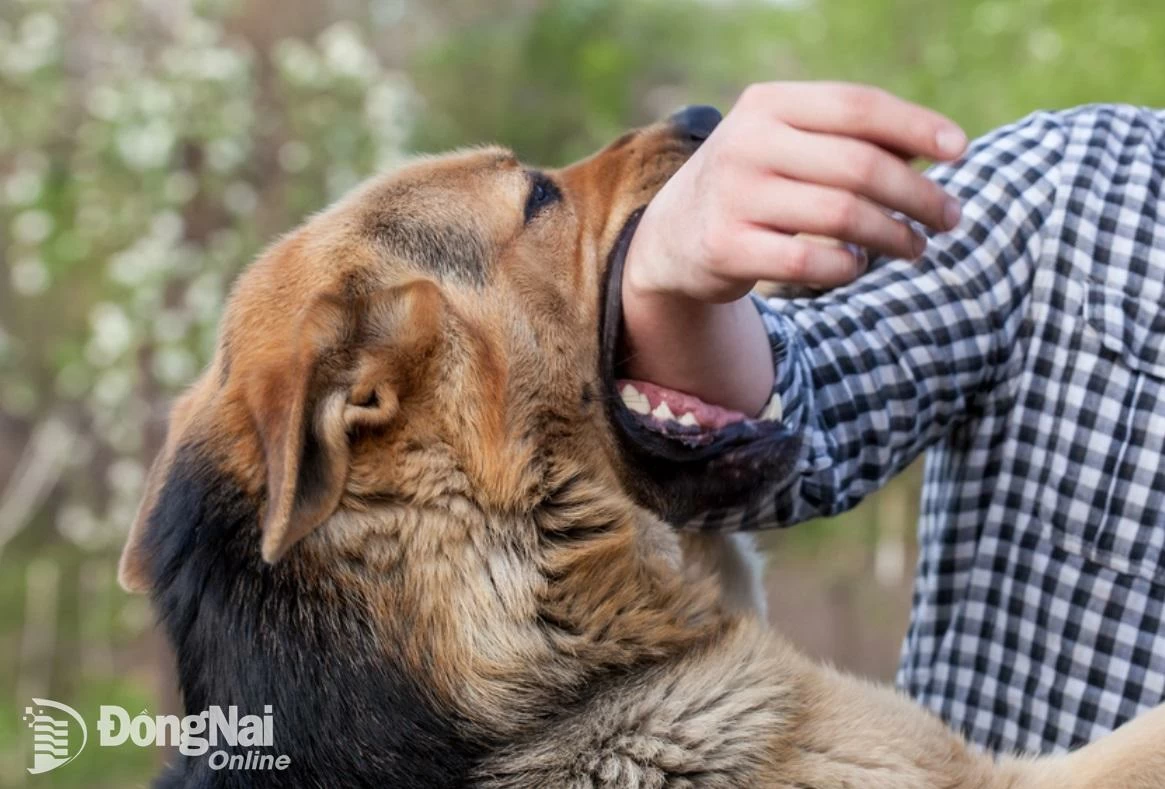 Khi bị chó cắn, người dân cần khẩn trương sơ cứu và đi tiêm vaccine phòng dại càng sớm càng tốt. Ảnh minh họa