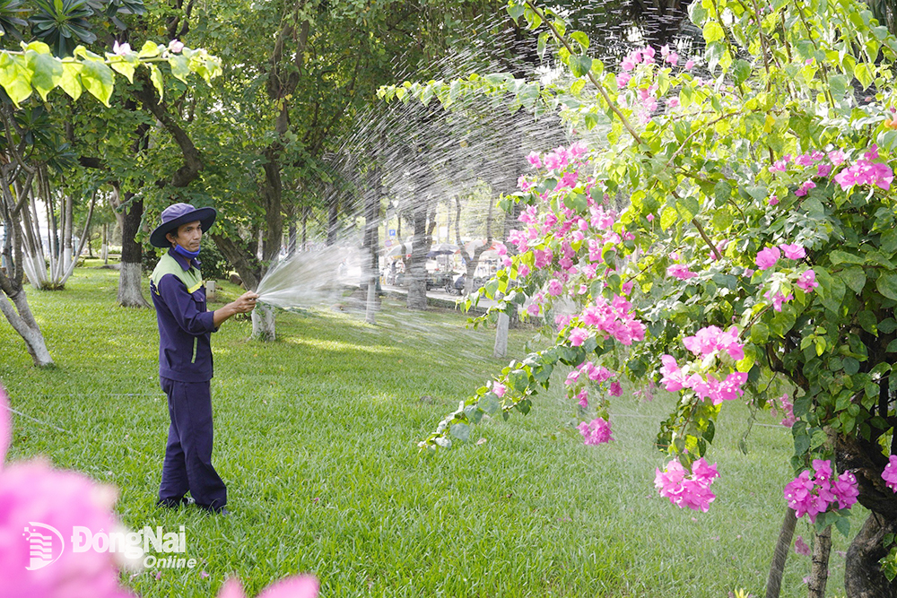 Các công nhân vẫn cần mãn chăm sóc cây xanh dưới trời nắng nóng. Ảnh: Thủy Tiên