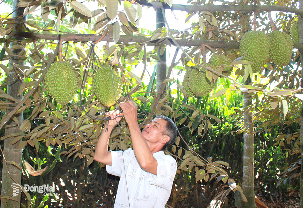 Vườn sầu riêng của nông dân ở huyện Cẩm Mỹ chờ thu hoạch. Ảnh: B.Nguyên