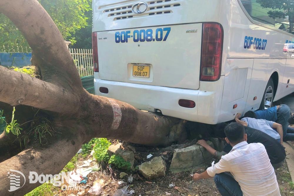 Đuôi xe khách vướng vào gốc cây phượng trên đường 518 (phường Tân Hiệp, thành phố Biên Hòa). Ảnh: Lê Duy