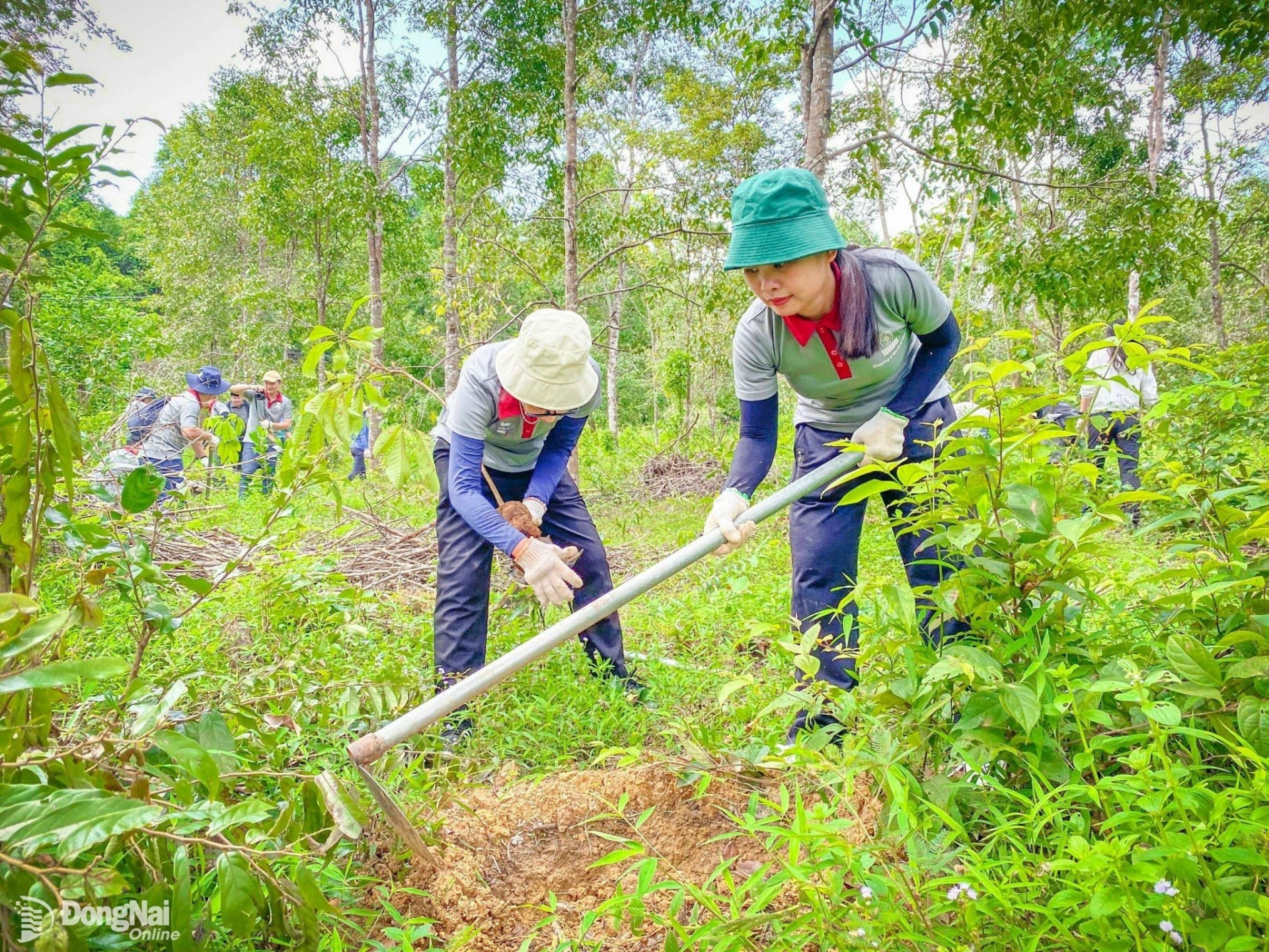 Hạn mức giao đất đối với đất rừng phòng hộ, rừng sản xuất là rừng trồng