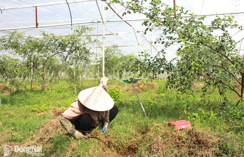 Hợp tác xã Sản xuất, thương mại và dịch vụ Tâm Minh Quang (xã Tân An, huyện Vĩnh Cửu) có diện tích đạt chứng nhận nông nghiệp hữu cơ lớn nhất tỉnh với 15 hécta.