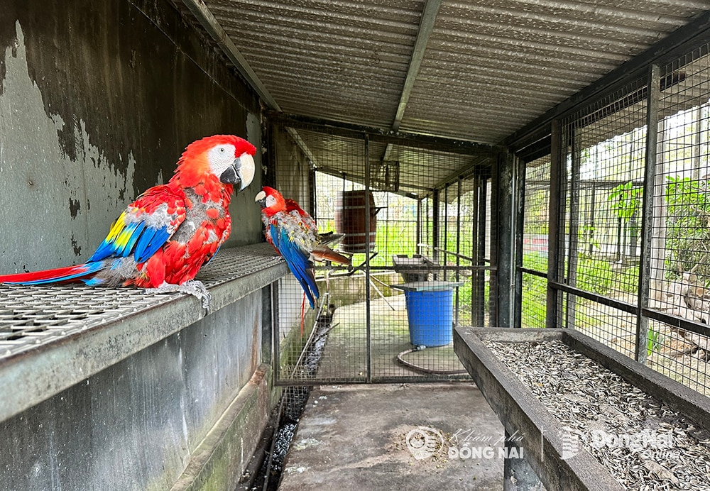 Vẹt Macaws.