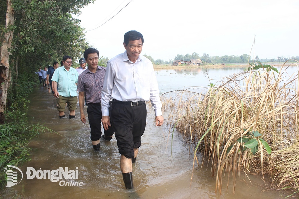 Phó chủ tịch UBND tỉnh Võ Văn Phi đi kiểm tra khu vực ngập tại huyện Nhơn Trạch do triều cường tháng 10-2024. Ảnh: C.T.V