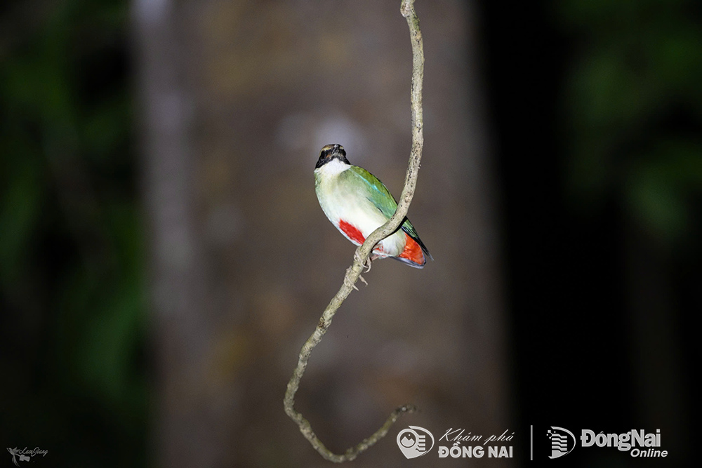 Chim đuôi cụt bụng đỏ (Pitta nympha) dài 16-19 cm, là loài sắp nguy cấp trong Sách Đỏ IUCN.