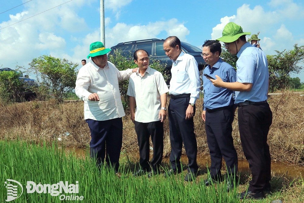 Chủ tịch Hội Tiểu nông Cuba Félix Duarte Ortega thăm ruộng lúa của nông dân xã Tân Bình, huyện Vĩnh Cửu. Ảnh: N.Liên