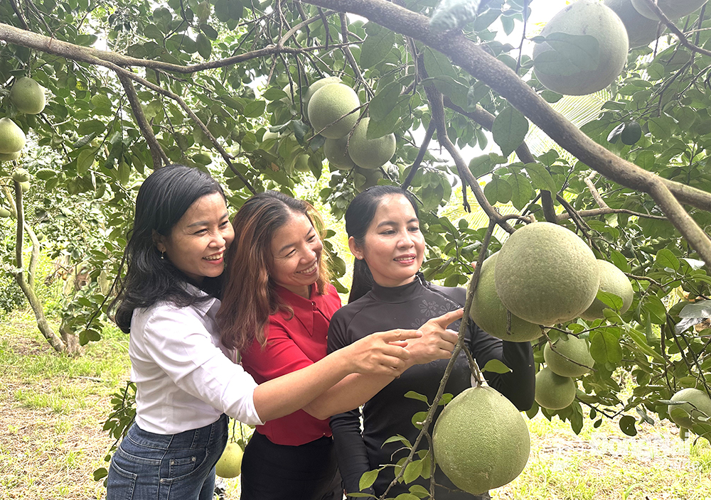 Khách du lịch tham quan vườn trái cây tại huyện Xuân Lộc. Ảnh: N.Liên
