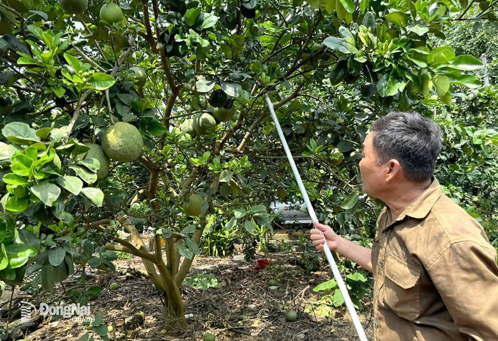 Nông dân trồng bưởi ở xã Sông Thao (huyện Trảng Bom) lo lắng bưởi bị mất mùa, mất giá vì dịch bệnh. Ảnh: B.Nguyên