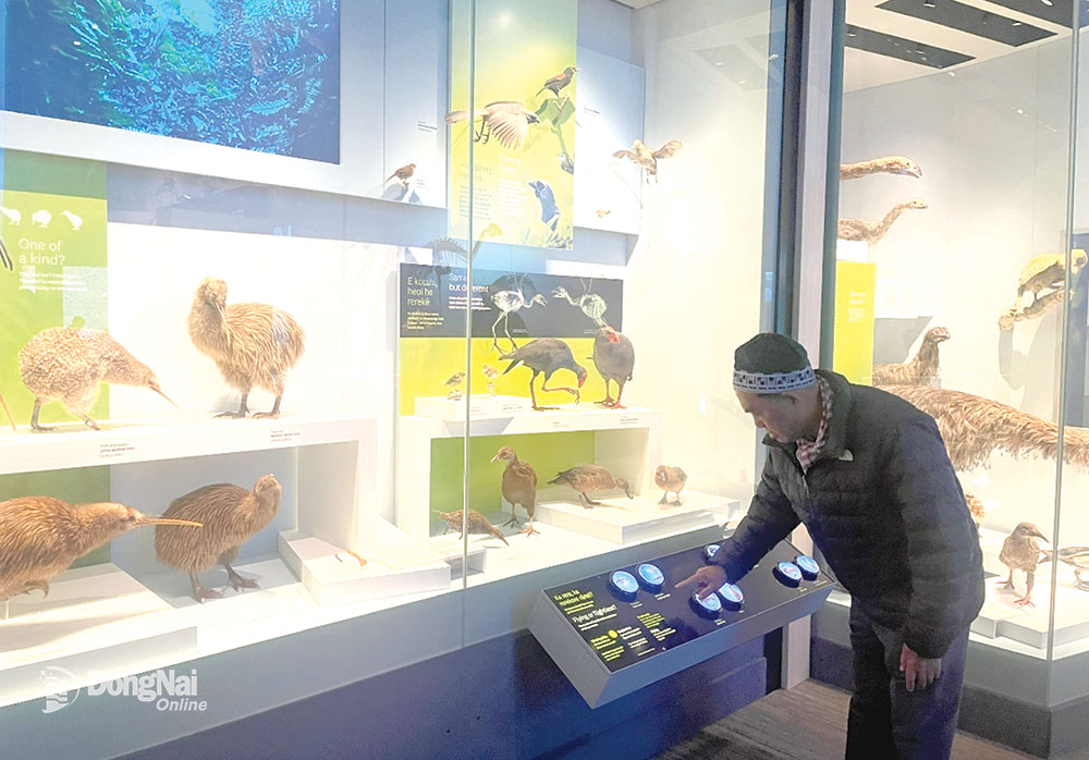 Chạm tay tìm hiểu chim kiwi ở Bảo tàng Te Papa, New Zealand.