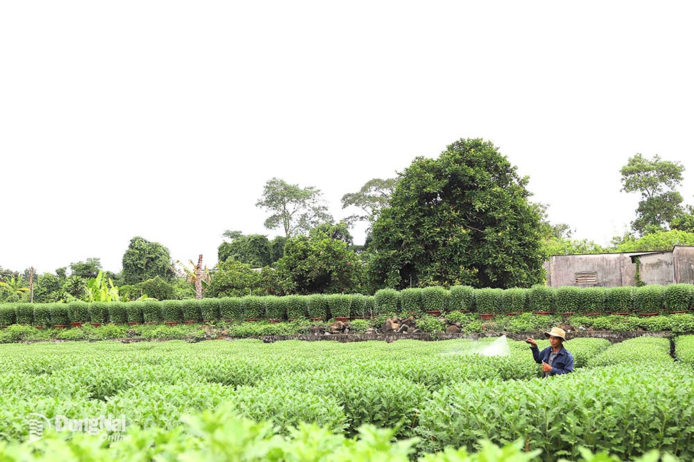 Nhà vườn tăng cường phun thuốc kích thích để xử lý cho vườn cây ra hoa đúng dịp Tết. Ảnh: B.Nguyên