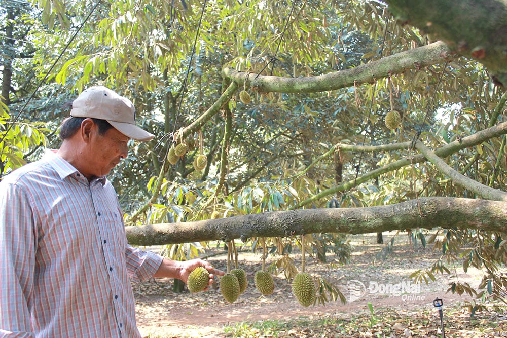 Nông dân trồng sầu riêng tại xã Xuân Định (huyện Xuân Lộc) đạt năng suất cao nhờ thực hiện tốt quản lý dịch hại. Ảnh: B.Nguyên