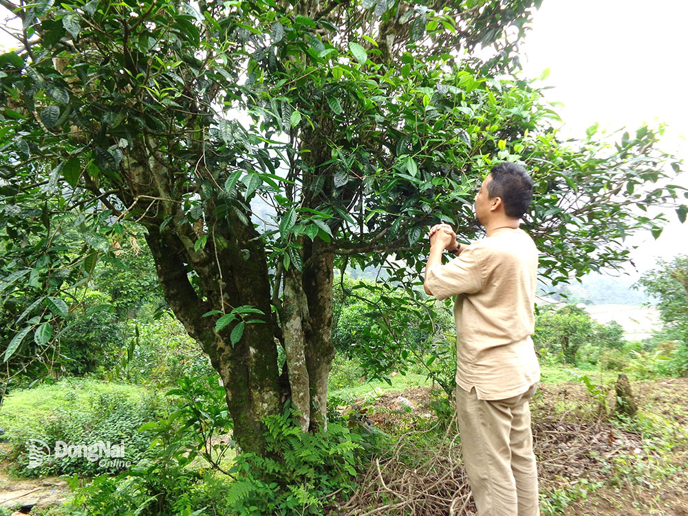 Nghệ nhân Nguyễn Ngọc Tuấn trước một cây chè cổ thụ tại vùng Tây Bắc.