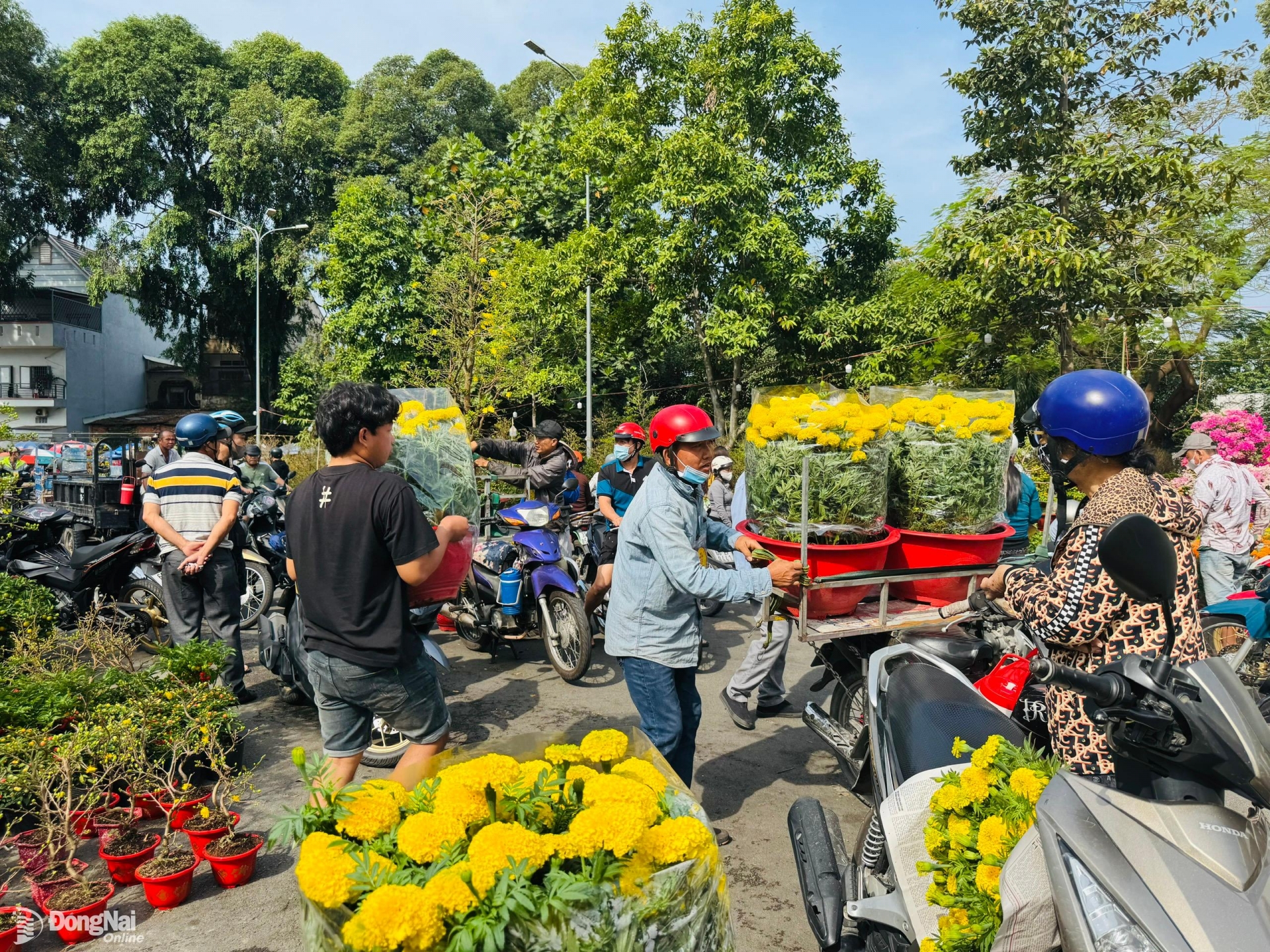 Người phụ nữ mua 3 chậu cúc lớn với già 850 ngàn đồng. Ảnh: Hạnh Dung.