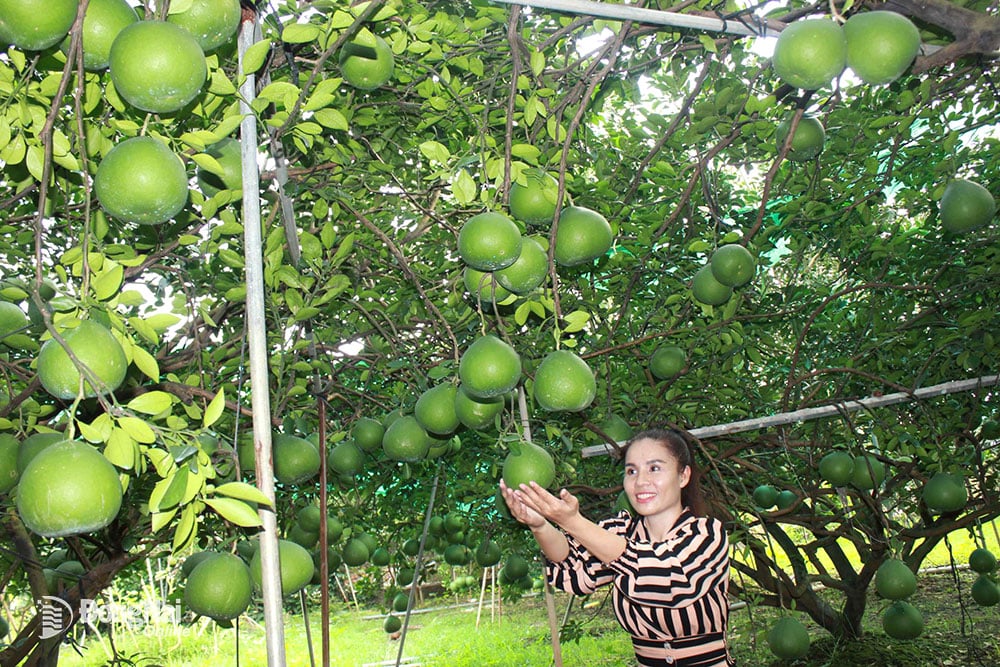 Vườn bưởi đặc sản đường lá cam xã Tân Bình, huyện Vĩnh Cửu. Ảnh: Bình Nguyên