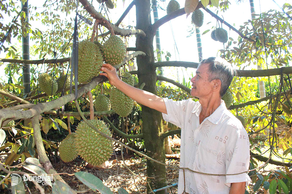 Vùng trồng sầu riêng xuất khẩu tại huyện Cẩm Mỹ. Ảnh: B.Nguyên