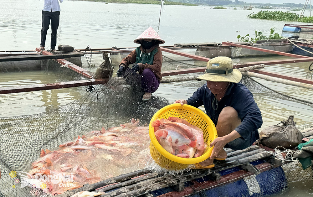 Nuôi cá bè trên hồ Trị An. Ảnh: B.Nguyên