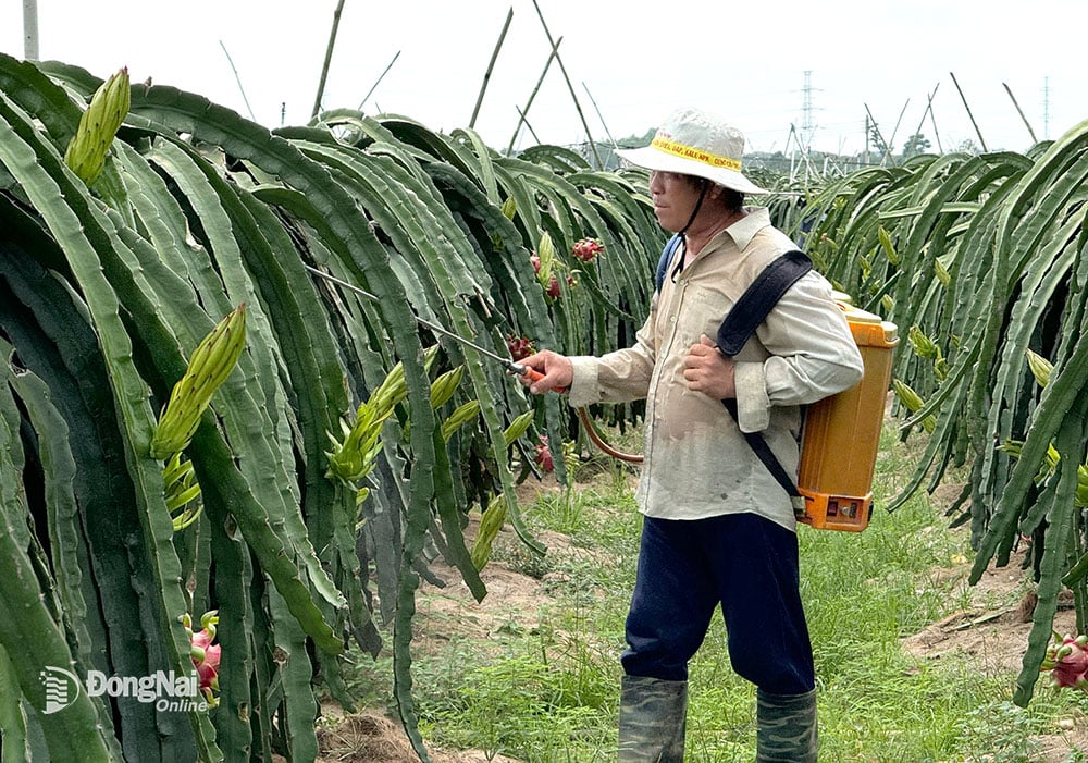 Nông dân xã Xuân Phú (huyện Xuân Lộc) phun thuốc bảo vệ thực vật để ngừa dịch bệnh bùng phát trên cây thanh long. Ảnh: B.Nguyên