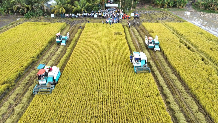 Thu hoạch lúa mô hình thí điểm chương trình 1 triệu ha lúa chất lượng cao tại TP Cần Thơ - Ảnh: H.X.