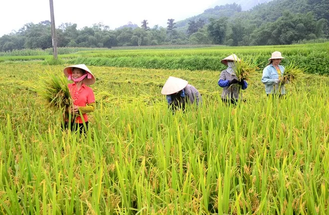 Giá lúa gạo hôm nay 12/10/2024: Giá lúa tiếp tục trầm lắng, giá tạo tăng đáng kể