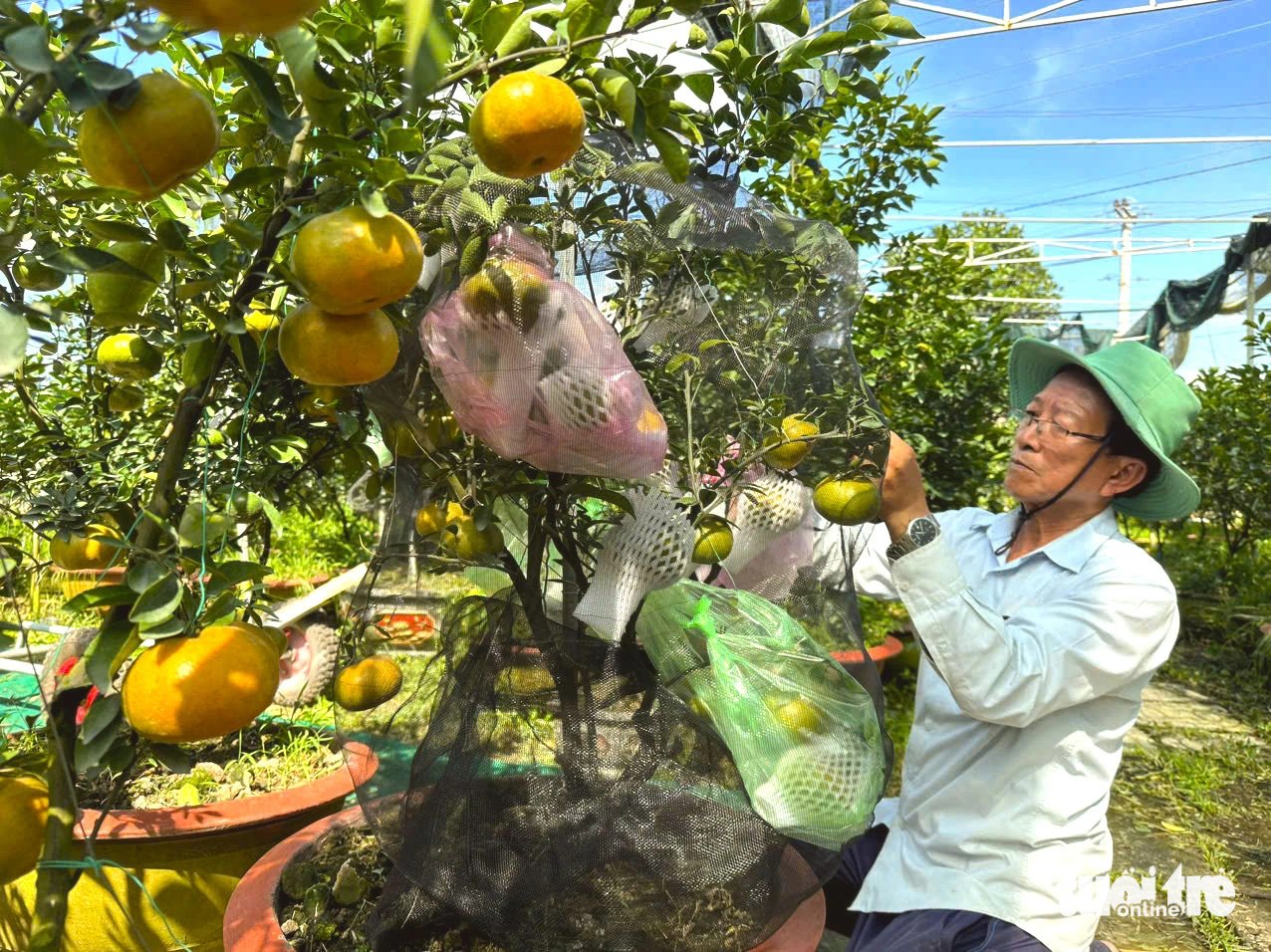 Quýt hồng Lai Vung lên chậu kiểng đi Hà Nội   - Ảnh 1.