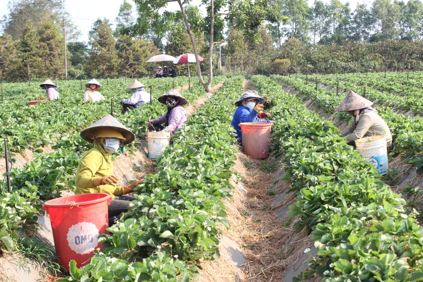 Người dân xã Ia Băng (huyện Đak Đoa) đầu tư hệ thống tưới tiết kiệm trên cây dâu tây. Ảnh: ND ảnh 1