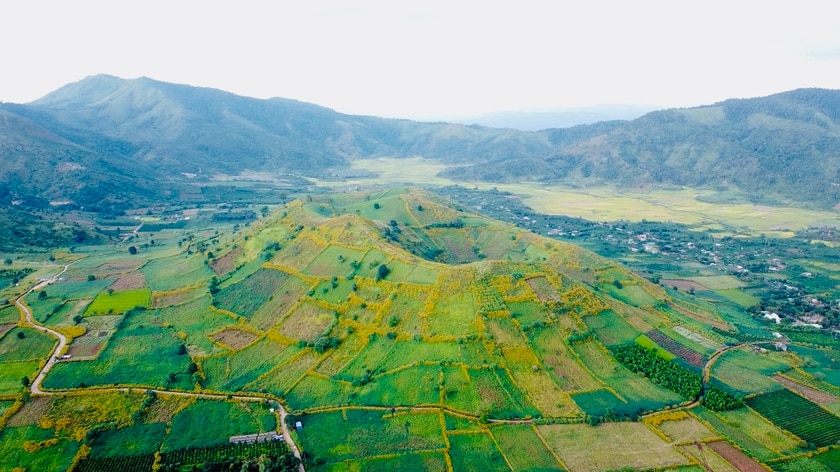 Núi lửa Chư Đang Ya tuyệt đẹp với sắc vàng của hoa dã quỳ.