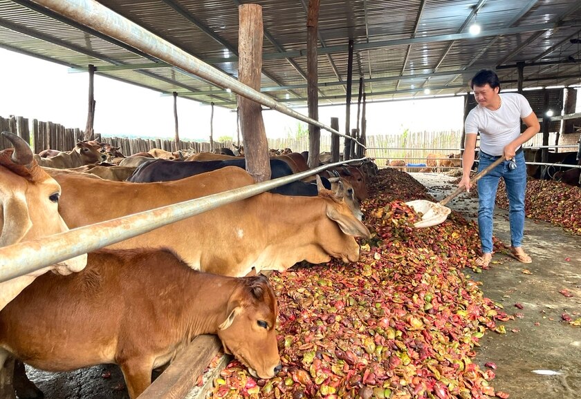 Bình quân mỗi tháng, ông Nguyễn Văn Khiêm (làng Ngol, thị trấn Đak Đoa) mua khoảng 300 tấn, có lúc lên đến 450 tấn vỏ chanh dây để làm thức ăn cho bò. Ảnh: M.N