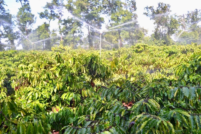 Gia đình anh Hồ Văn Huân-thôn Tân An (xã Ia Sao, huyện Ia Grai) tưới nước cho cây cà phê bằng béc phun mưa. Ảnh: Lê Nam