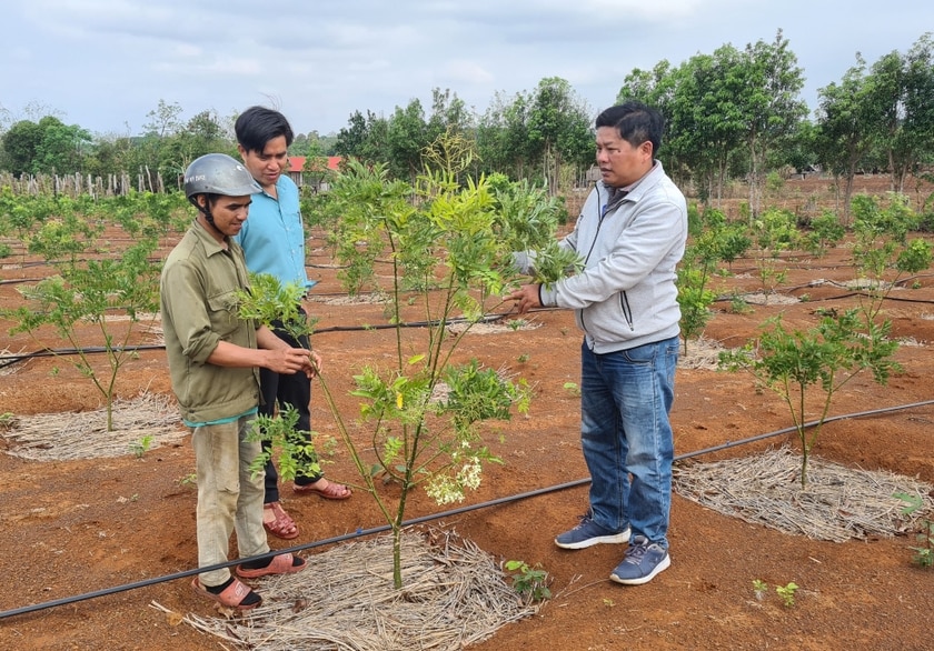 Người dân xã Kon Chiêng chuyển đổi một phần diện tích mì năng suất thấp sang trồng cây hòe. Ảnh: N.D