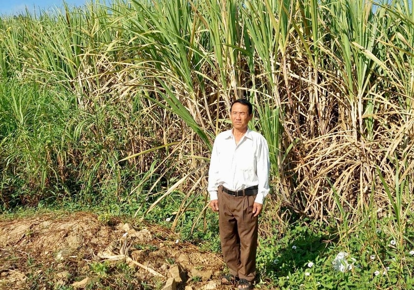 CCB Vũ Xuân Thư (buôn Chính Hòa, xã Ia Mlah) với 3 ha mía áp dụng tưới nước nhỏ giọt cho năng suất trên 100 tấn/ha. Ảnh: Lê Nam