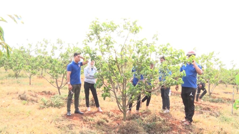 Ngày càng có nhiều mô hình phát triển kinh tế đem lại thu nhập cao cho đoàn viên, thanh niên trên địa bàn. Ảnh: N.Q