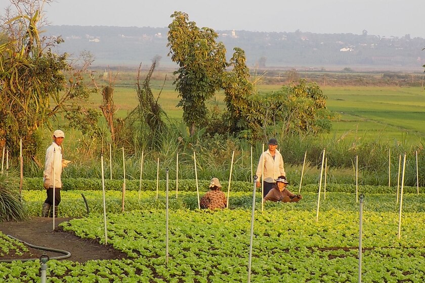 Nông dân xã An Phú TP. Pleiku phát triển vùng chuyên canh rau kết hợp mô hình tưới tiết kiệm nước trong sản xuất nông nghiệp. Ảnh: Thanh Nhật