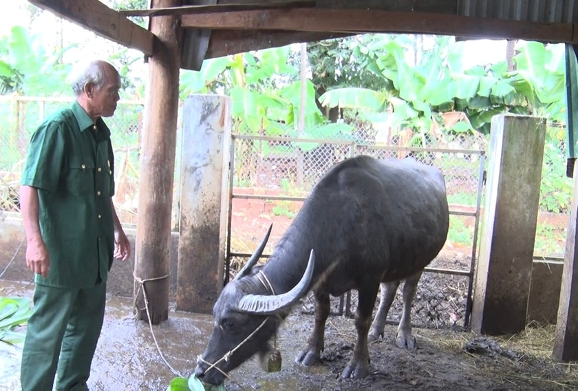 Cựu chiến binh Rơ Mah Duen duy trì đàn gia súc để có nguồn phân bón cho cây trồng. Ảnh: P.D