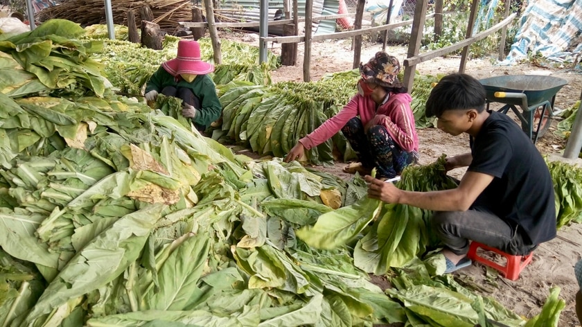 Cây thuốc là giúp người dân xã Chư Gu phát triển kinh tế. Ảnh: Lê Nam