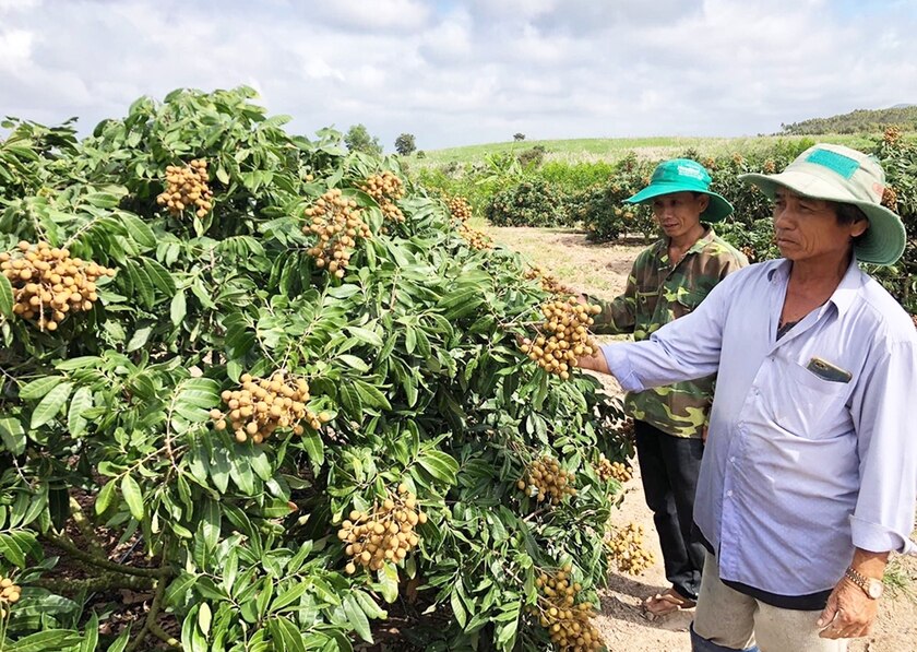 Vườn nhãn của gia đình ông Dương Văn Minh (bên phải) cho hiệu quả kinh tế cao. Ảnh: H.S