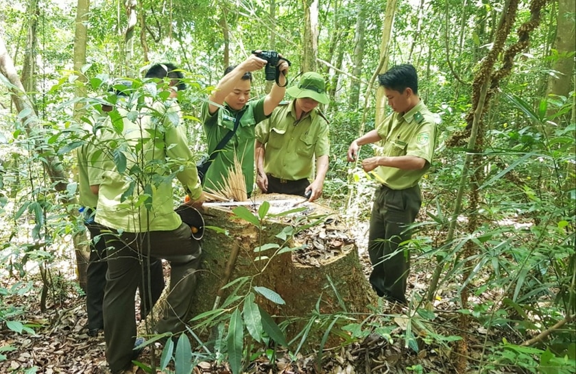 Lực lượng chức năng của huyện Kbang tăng cường công tác tuần tra, truy quét và xử lý các hành vi vi phạm đến tài nguyên rừng. Ảnh: Minh Phương