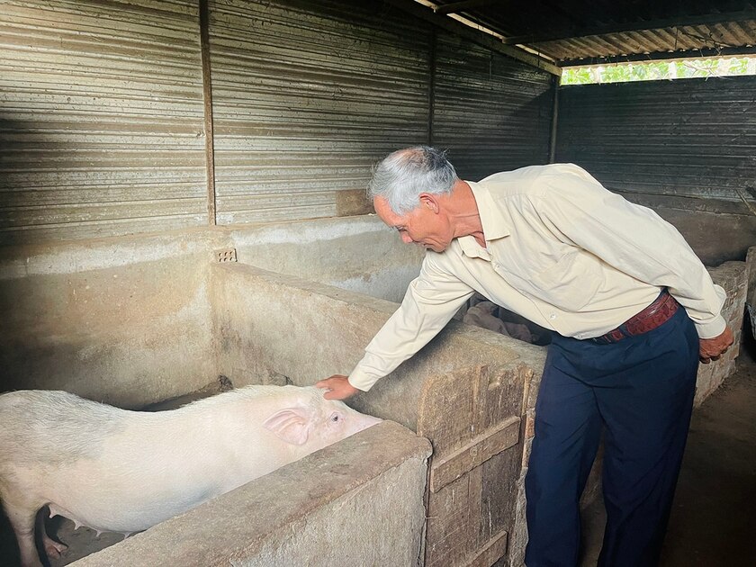 Ông Hlưng nuôi thêm heo, bò, gà... để phát triển kinh tế bền vững. Ảnh: Mai Ka