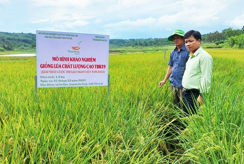 Khảo nghiệm giống lúa TBR39 tại xã Ia Dêr, huyện Ia Grai. Ảnh: N.S