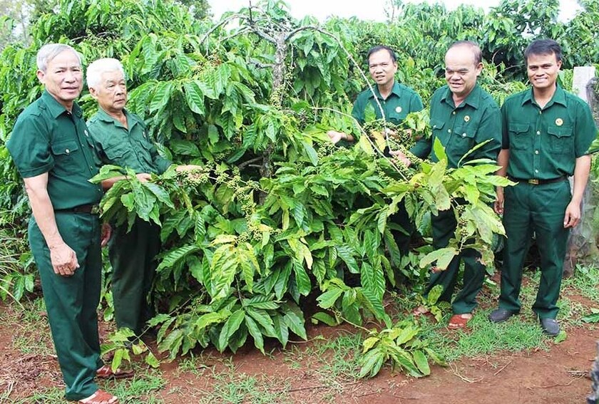 Cán bộ, hội viên Hội Cựu chiến binh huyện Đak Đoa tham quan mô hình phát triển kinh tế của hội viên cựu chiến binh trên địa bàn thị trấn. Ảnh: P.D