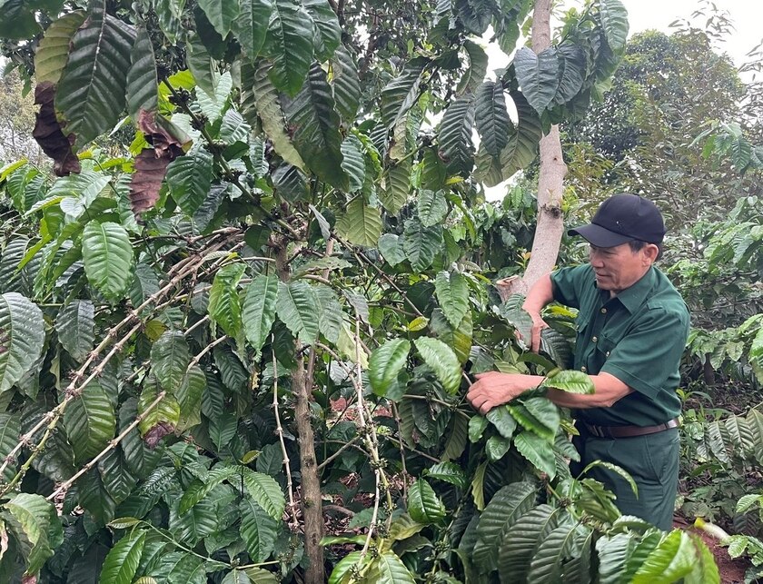 Sở hữu 12 ha cà phê và kinh doanh cửa hàng đồ gia dụng, mỗi năm gia đình cựu chiến binh Nguyễn Hữu Nhớ thu nhập hàng tỷ đồng. Ảnh: P.D