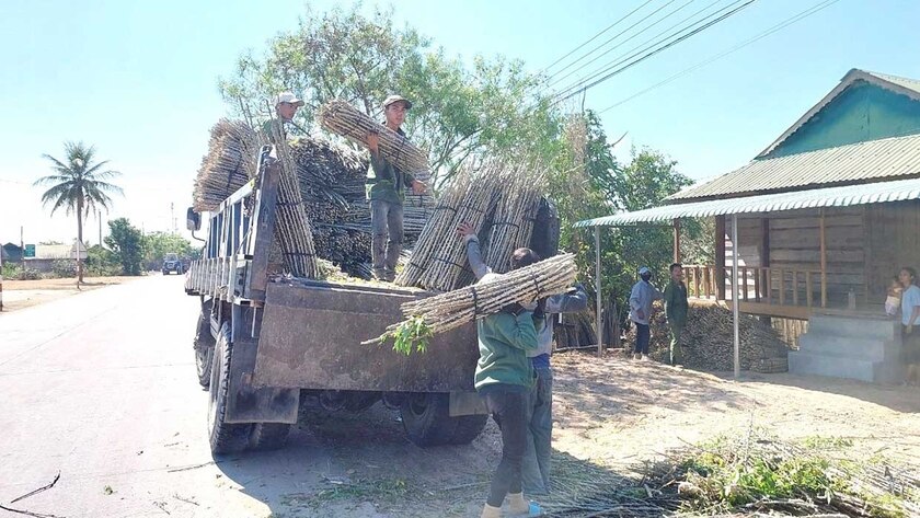 Người dân ngày càng chú trọng đưa các giống cây trồng, vật nuôi mới, chất lượng cao vào sản xuất. Ảnh: Q.T