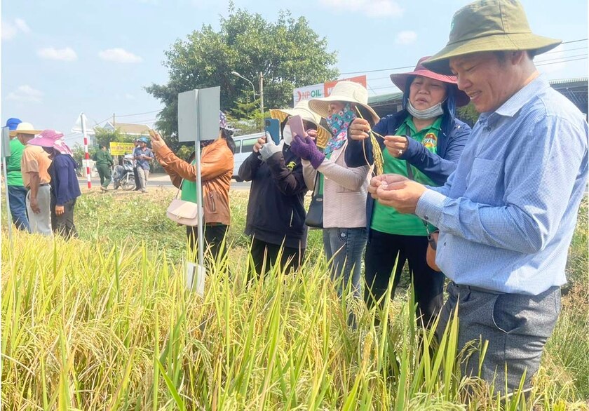 Hội viên nông dân tham quan, đánh giá các giống lúa được trồng khảo nghiệm. Ảnh: V.C