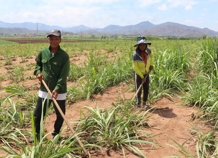 Vợ chồng ông Đinh Tiến-người uy tín làng Chiêu Liêu (xã An Trung) cần cù lao động sản xuất, làm gương cho dân làng. Ảnh: Ngọc Minh