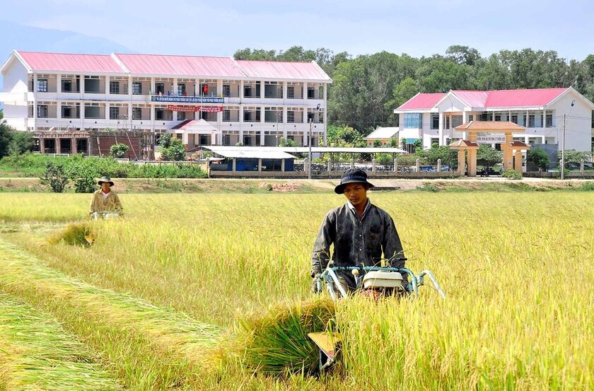 Người dân thị xã Ayun Pa thu hoạch lúa Đông xuân. Ảnh: T.S