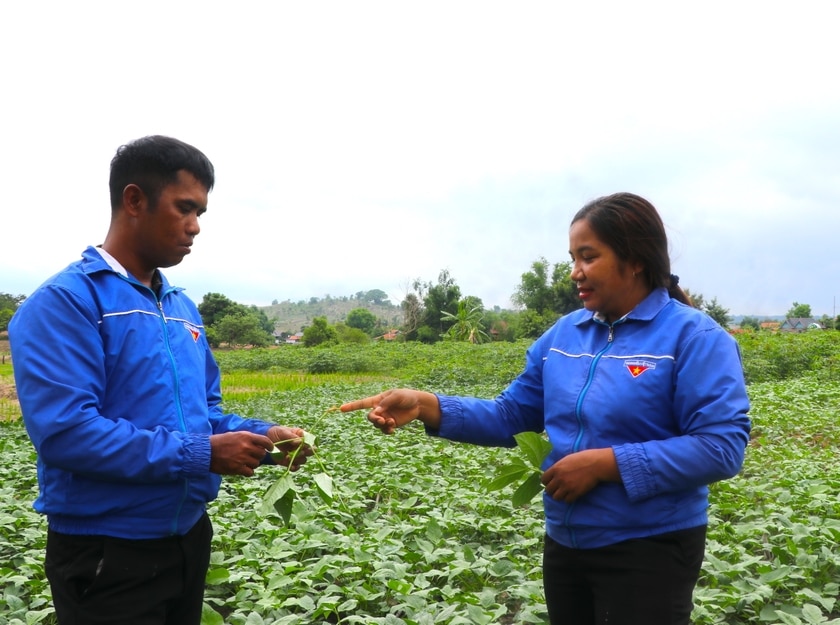 Đoàn viên, thanh niên xã Ya Ma, huyện Kông Chro chia sẻ kinh nghiệm trồng trọt, canh tác cây đậu. Ảnh: Ngọc Minh