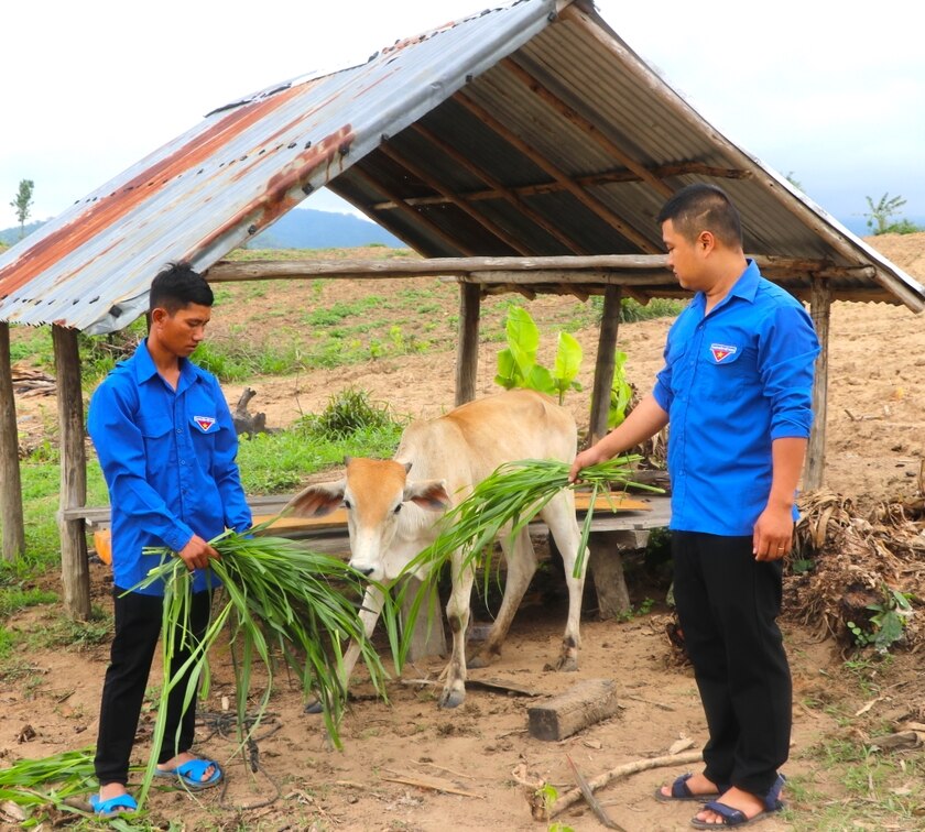 Anh Đinh Oi (bìa trái ở làng Kươk, xã Sró, huyện Kông Chro) chăm sóc con bò được hỗ trợ. Ảnh: Ngọc Minh