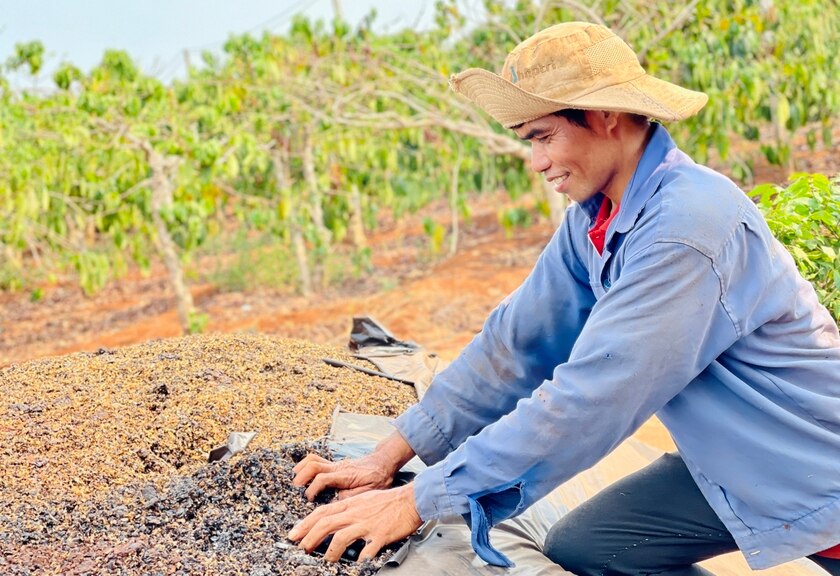 Ông Rơ Châm Kyêu (làng Phung) tự ủ phân vi sinh bón cho cây sầu riêng thay phân hóa học. Ảnh: Mai Ka